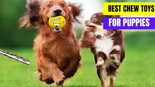 Top 5 Best Chew Toys for Puppies review |best dog toys