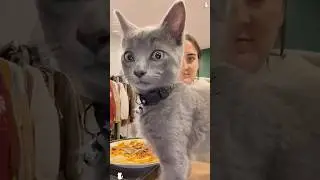 Cat steals the show🤣❤️🐈#cat #petsunited #funnyanimal #funny #turkishcat