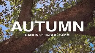 Autumn | Canon 24mm + EOS 250D / SL3  Video Test