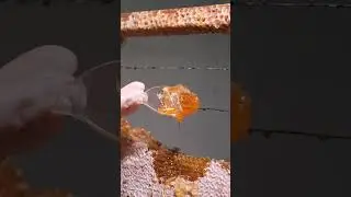 Wholesale High Quality 100% Natural Pure Bush forest Honey No Additives Natural Bee Honey