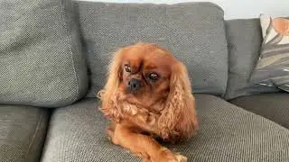 BOMBASTIC SIDE EYE