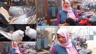 #amroha kabootar bajar #amroha kabootar market 🕊🕊👑king bajar #amroha 