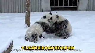Science popularization: Has the evolution of giant pandas failed?