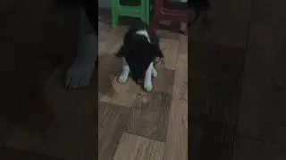 Adorable Bubu #youtubeshorts #cute #youtube #love #puppy #dog #pets #local #blackdog #walk