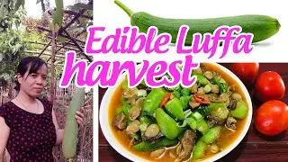 Edible Luffa  Harvest / In The countryside / Vietnamese Cuisine / TyTy & SuSu