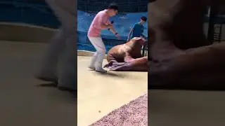 Naughty walrus slaps friend