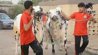 Big Dhani Bulls || Gulf Cattle Farm || Memories 2022 || Eid ul Azha Fun