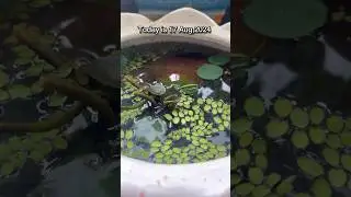 How to grow lotus from seeds #waterlily #lotus #lotusseeds #plantstoriesbypoojaaparajita