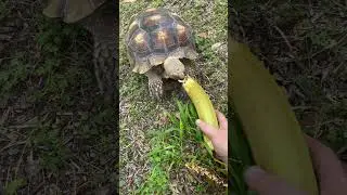 Timmy the sulcata enjoying a plantain as a treat!                                    #tortoise