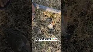 बंधाऱ्यावर खूप मासे धरले 🐠🪝| Caught a lot of fish on the dam #fhising #viral #shorts #fhish #vlog