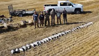 Early Season Geese BEATDOWN! - North Dakota Early Goose Hunting 2024 - (DAY 2)