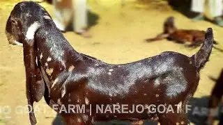 Pure Kamori Goats | Documentary