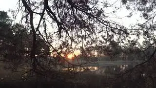 Nature's Awakening: Sun Rising Behind the Trees 🌅🌳 #SunriseBeauty #NatureAwakens