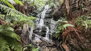 Tara Bulga Nation Park Cyathea Falls