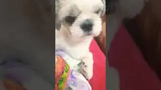 ren's reaction to noices😂 #funnydog #puppy #dog #edit #shorts