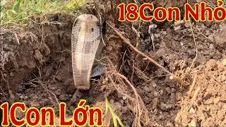 Phần1:Phú Lễ,Ba Tri,Bến Tre.Kỉ Lục 1Ngày 6 Hổ Mang Lớn,18 Nhỏ,2 Ổ Trứng Và 4 Hổ Vện||Giang Ca SB#93 