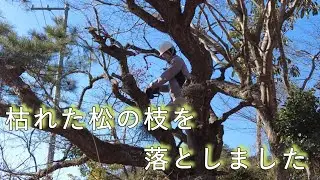 松の木の枯れた枝を落としました