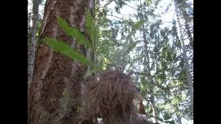 Trachycarpus Palm transformed in to Tree fern