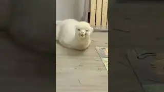 Tired Alpaca is yawning and wants to go to bed #shorts