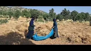 Collecting agricultural products in the agricultural lands of Iran