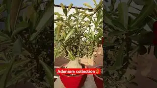 Adenium plant collection 🪴#adenium #desertrose #viral #shorts #ytshorts