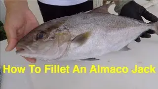 Filleting Fish With A Sea Grant Agent: Almaco Jack