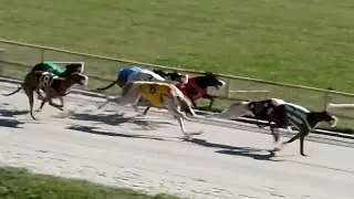 Last Forever Greyhound Dog Racing In Florida
