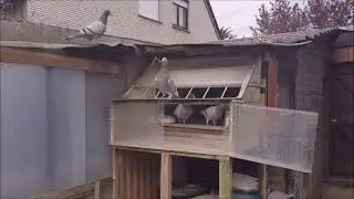 Die ersten Jungtauben trauen sich nach draußen  (41)