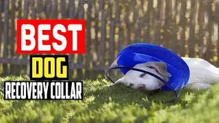 ✅Top 5 Best Dog Recovery Collar in 2025