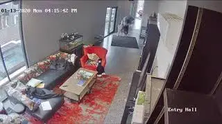 Great Dane Scares Intruder Entering House Sneakily - 1098520