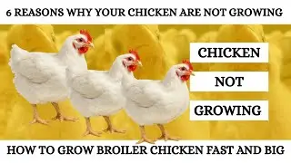 6 REASONS WHY YOUR CHICKEN ARE NOT GROWING | HOW TO GROW BROILER CHICKEN FAST AND BIG