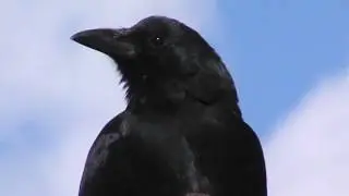 9/17/2016 Cassius Crow having a snack