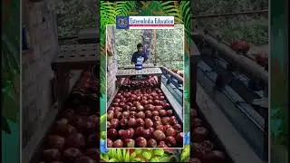 🍎 Apple Horticulture & Export | Sorting, Cleaning, Polishing & Packaging | Manali Himachal Pradesh 🌟