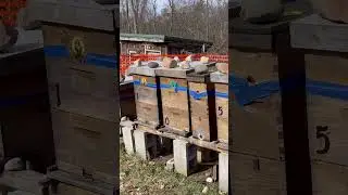 No better way to learn beekeeping then with some #freebees! Subscribe to get help swarm catching 🐝