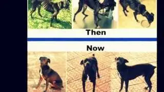 Animal protection charity