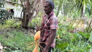 King Coconut harvesting in sri lanka | Knife Stick