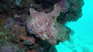Giant frogfish - Antennarius commerson - poisson crapaud with Nico Dives Cool Bali