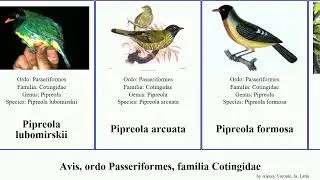 Avis, ordo Passeriformes, familia Cotingidae pipreola cotinga lipaugus procnias cephalopterus bird