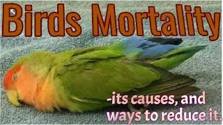 Birds being killed | Bird death | Inside Nature