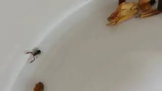 pseudo-scorpion