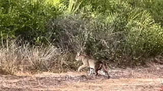 Public Land Outdoors, &ldquo;Bobcat at 40 yards&rdquo;