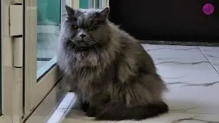 Ocean&rsquo;s Calm Holiday Walks | British Longhair Cat Relaxing & Exploring