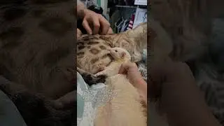 Ferret got Kitty Kisses