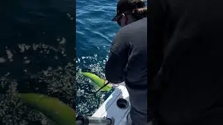 Mid Atlantic Sportfishing #fishing #salt #fishing #fyp #yellowfintuna #tuna #offshorefishing #fypage