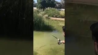 Fishing in Saudi Arabia #shorts