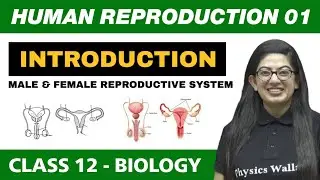 Human Reproduction 01 | Introduction, Male & Female Reproductive System | Class 12 NCERT