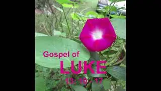 Gospel of Luke 13: 10 - 17