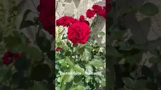#musique #chanson #song #eurovision #eurovision2025 #france #rose #деньвдеревне #дача
