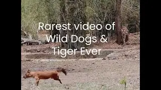 Rarest video of Wild Dogs & Tiger Ever