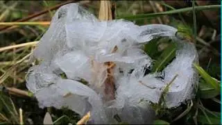 Frost Flowers Trailer as seen on KET